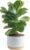 Costa Farms Baby Fiddle Leaf Fig Live Plant in Decorative Pot, Indoor Houseplant, Perfect for Home, Room, or Office Decor, Great House Warming or Birthday Gift, 12-18 Inches Tall